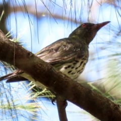 Oriolus sagittatus (Olive-backed Oriole) at Paddys River, ACT - 2 Feb 2021 by RodDeb