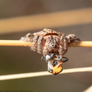 Dolophones sp. (genus) at Bruce, ACT - 4 Feb 2021 11:14 AM