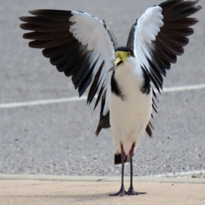 Vanellus miles (Masked Lapwing) at Cotter Reserve - 2 Feb 2021 by RodDeb