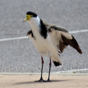 Vanellus miles at Paddys River, ACT - 2 Feb 2021