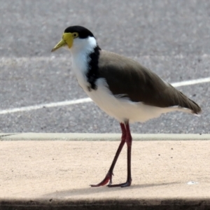 Vanellus miles at Paddys River, ACT - 2 Feb 2021