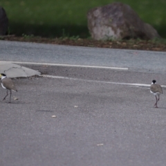 Vanellus miles at Paddys River, ACT - 2 Feb 2021