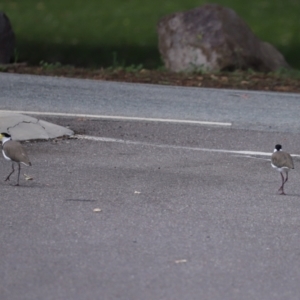 Vanellus miles at Paddys River, ACT - 2 Feb 2021