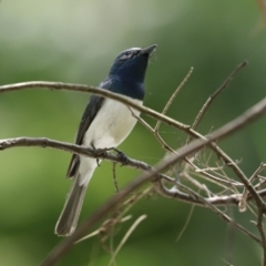 Myiagra rubecula (Leaden Flycatcher) at Cotter Reserve - 2 Feb 2021 by RodDeb