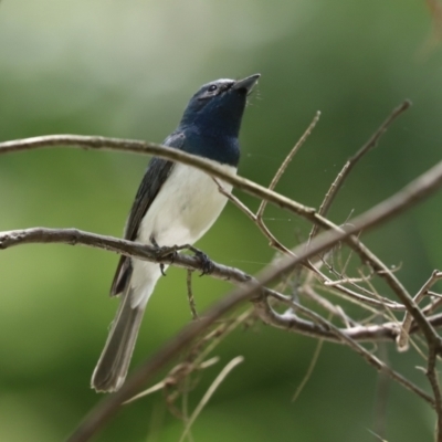 Myiagra rubecula (Leaden Flycatcher) at Paddys River, ACT - 2 Feb 2021 by RodDeb