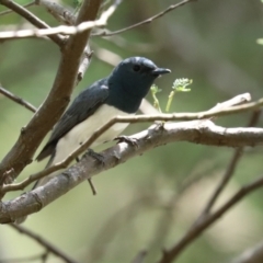 Myiagra rubecula at Paddys River, ACT - 2 Feb 2021