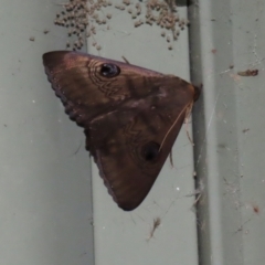 Dasypodia selenophora (Southern old lady moth) at Cotter Reserve - 2 Feb 2021 by RodDeb
