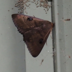 Dasypodia selenophora (Southern old lady moth) at Paddys River, ACT - 2 Feb 2021 by RodDeb