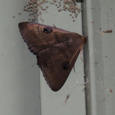 Dasypodia selenophora (Southern old lady moth) at Cotter Reserve - 2 Feb 2021 by RodDeb