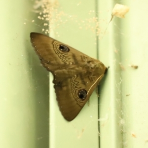 Dasypodia selenophora at Paddys River, ACT - 2 Feb 2021