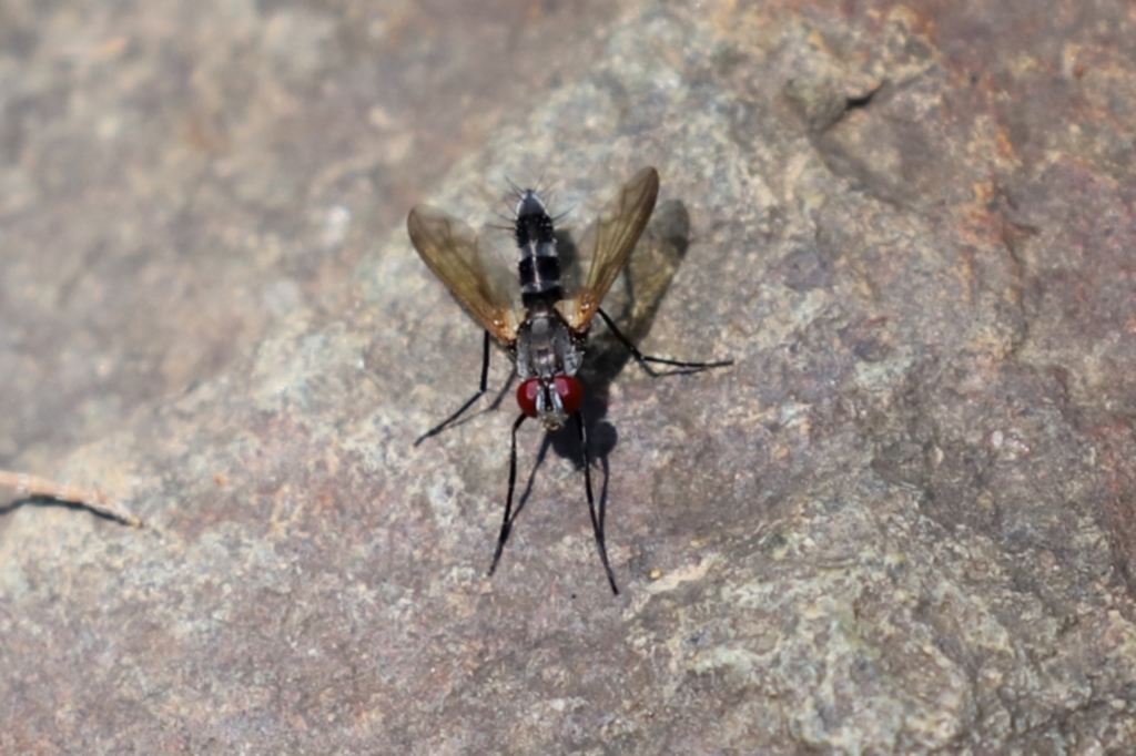 Sumpigaster sp. (genus) at Uriarra Village, ACT - 2 Feb 2021