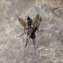 Sumpigaster sp. (genus) (A bristle fly) at Cotter Reserve - 2 Feb 2021 by RodDeb