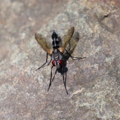 Sumpigaster sp. (genus) (A bristle fly) at Uriarra Village, ACT - 2 Feb 2021 by RodDeb
