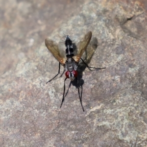 Sumpigaster sp. (genus) at Uriarra Village, ACT - 2 Feb 2021 02:05 PM