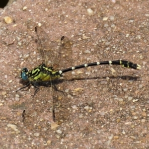 Hemigomphus heteroclytus at Paddys River, ACT - 2 Feb 2021