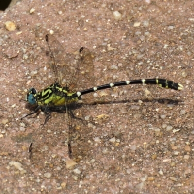 Hemigomphus heteroclytus (Stout Vicetail) at Paddys River, ACT - 2 Feb 2021 by RodDeb