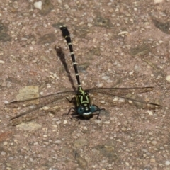 Hemigomphus heteroclytus at Paddys River, ACT - 2 Feb 2021