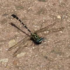 Hemigomphus heteroclytus at Paddys River, ACT - 2 Feb 2021 02:59 PM