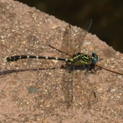 Hemigomphus heteroclytus at Paddys River, ACT - 2 Feb 2021