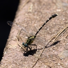 Hemigomphus heteroclytus at Paddys River, ACT - 2 Feb 2021 02:59 PM