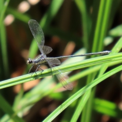 Austroargiolestes icteromelas (Common Flatwing) at Cotter Reserve - 2 Feb 2021 by RodDeb