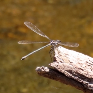 Austroargiolestes icteromelas at Uriarra Village, ACT - 2 Feb 2021