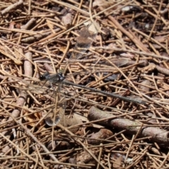 Austroargiolestes icteromelas at Uriarra Village, ACT - 2 Feb 2021 01:21 PM