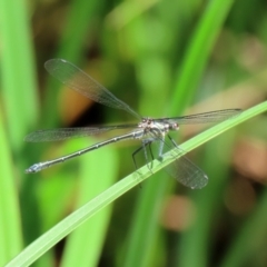 Austroargiolestes icteromelas at Uriarra Village, ACT - 2 Feb 2021