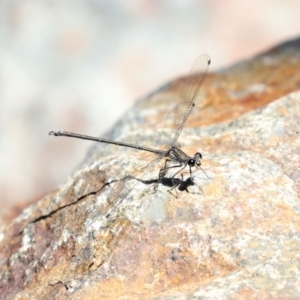 Austroargiolestes icteromelas at Uriarra Village, ACT - 2 Feb 2021