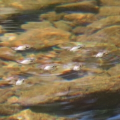 Gyrinidae sp. (family) (Unidentified whirligig beetle) at Paddys River, ACT - 2 Feb 2021 by RodDeb