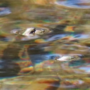 Gyrinidae sp. (family) at Paddys River, ACT - 2 Feb 2021