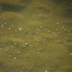 Gyrinidae sp. (family) at Paddys River, ACT - 2 Feb 2021