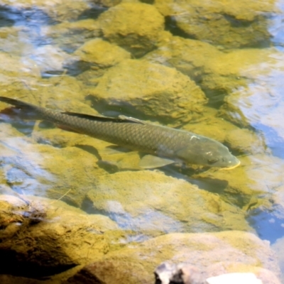 Cyprinus carpio (Common Carp) at Uriarra Village, ACT - 2 Feb 2021 by RodDeb