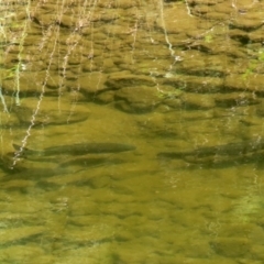 Cyprinus carpio at Uriarra Village, ACT - 2 Feb 2021