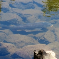 Cyprinus carpio at Uriarra Village, ACT - 2 Feb 2021 01:15 PM