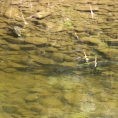 Cyprinus carpio at Uriarra Village, ACT - 2 Feb 2021 01:15 PM