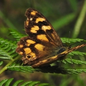 Heteronympha solandri at Paddys River, ACT - 4 Feb 2021