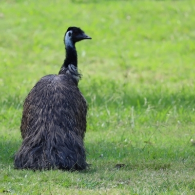 Dromaius novaehollandiae (Emu) at Cotter Reserve - 2 Feb 2021 by RodDeb