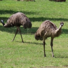 Dromaius novaehollandiae at Paddys River, ACT - 2 Feb 2021