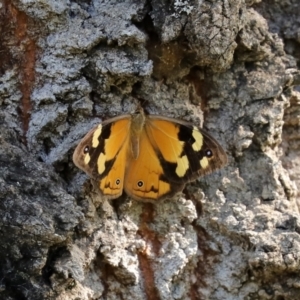 Heteronympha merope at Paddys River, ACT - 2 Feb 2021