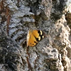 Heteronympha merope at Paddys River, ACT - 2 Feb 2021