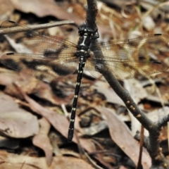 Eusynthemis guttata (Southern Tigertail) at Paddys River, ACT - 4 Feb 2021 by JohnBundock