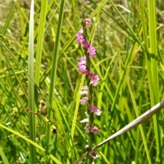 Spiranthes australis (Austral Ladies Tresses) at Tidbinbilla Nature Reserve - 4 Feb 2021 by JohnBundock