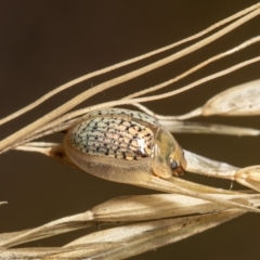 Paropsisterna sp. (genus) (A leaf beetle) at Bruce, ACT - 4 Feb 2021 by Roger