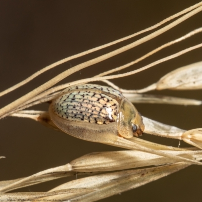 Paropsisterna sp. (genus) (A leaf beetle) at Bruce, ACT - 4 Feb 2021 by Roger