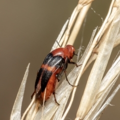 Macrosiagon sp. (genus) (Ripiphorid beetle) at Black Mountain - 3 Feb 2021 by Roger