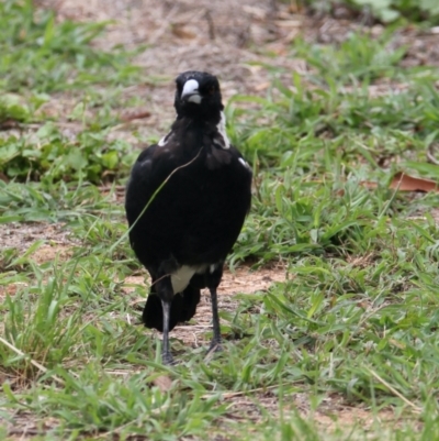 Gymnorhina tibicen (Australian Magpie) at Hamilton Valley, NSW - 4 Feb 2021 by PaulF