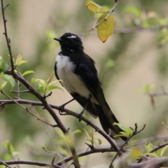 Rhipidura leucophrys (Willie Wagtail) at Hamilton Valley, NSW - 4 Feb 2021 by PaulF