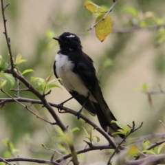 Rhipidura leucophrys (Willie Wagtail) at Collins Street Retarding Basin - 4 Feb 2021 by PaulF