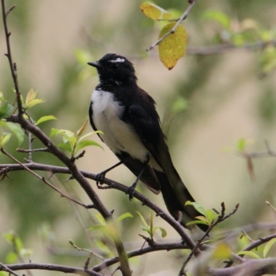 Rhipidura leucophrys (Willie Wagtail) at Albury - 4 Feb 2021 by PaulF